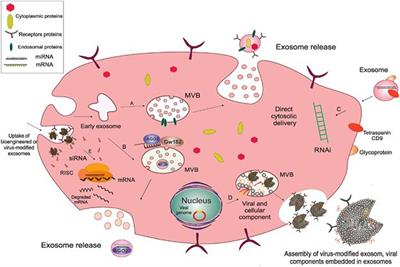 Progress of Research on Exosomes in the Protection Against Ischemic Brain Injury